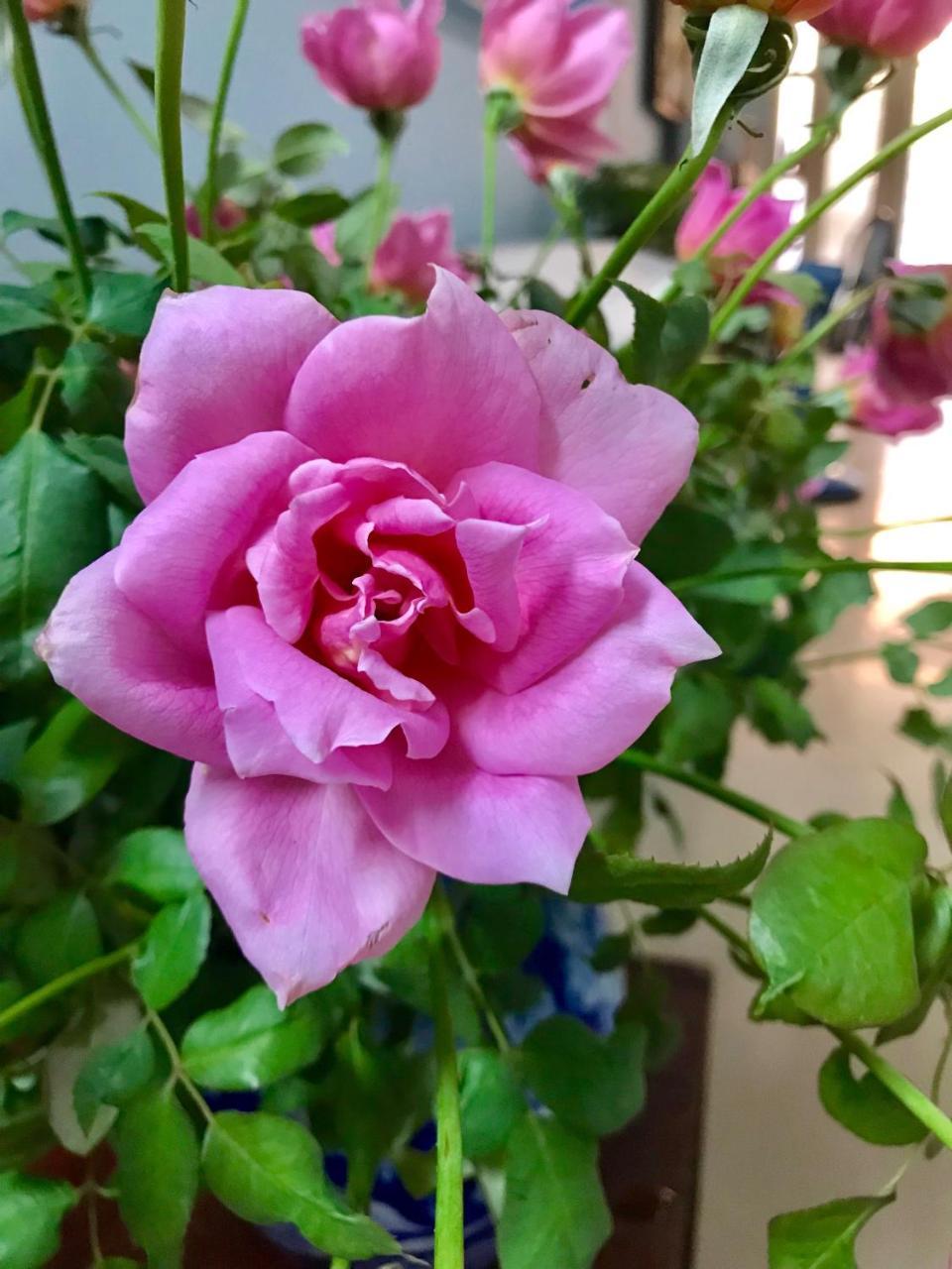 The Rose Home Hanoï Extérieur photo
